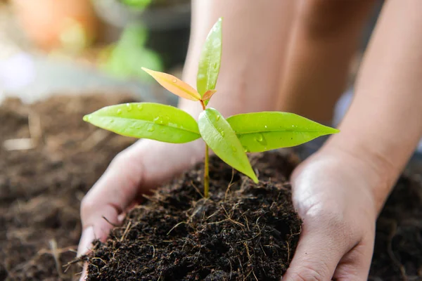 Vrouw Hand Het Planten Van Boom Grond — Stockfoto