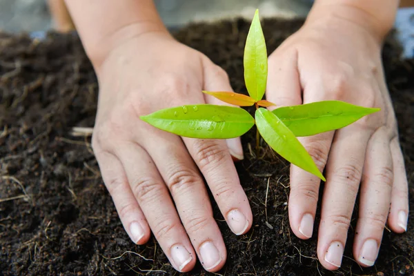 Vrouw hand is het planten van de boom op de grond — Stockfoto