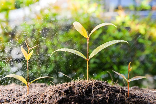 Drie groeiende plant op de bodem met Regent — Stockfoto