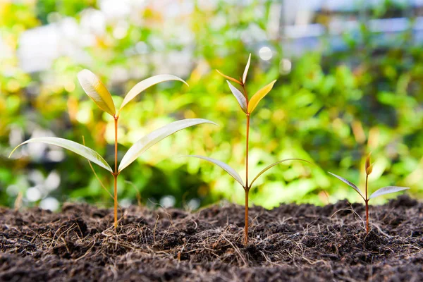 Drie groeiende planten op de bodem met zonlicht — Stockfoto