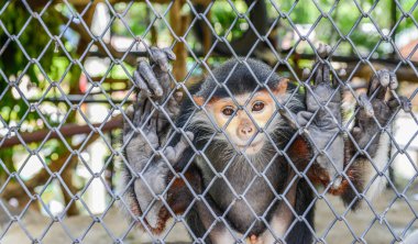 Kırmızı şişlemiş douc Hayvanat Bahçesi