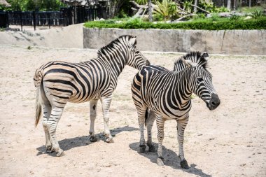 Zebra açık Hayvanat Bahçesi