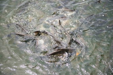 Balık su yemek yeme