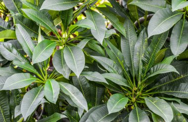 Arka plan olarak Frangipani yaprak