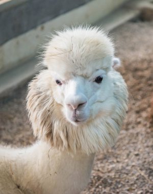 Beyaz alpaka yakın çekim