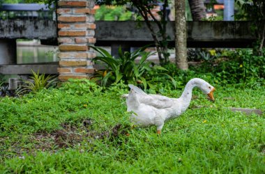 Kaz çim üzerinde yürüyor