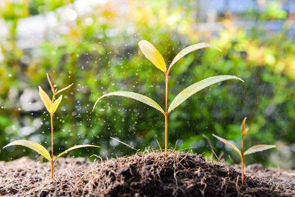Drie Groeiende Plant Bodem Met Regent — Stockfoto