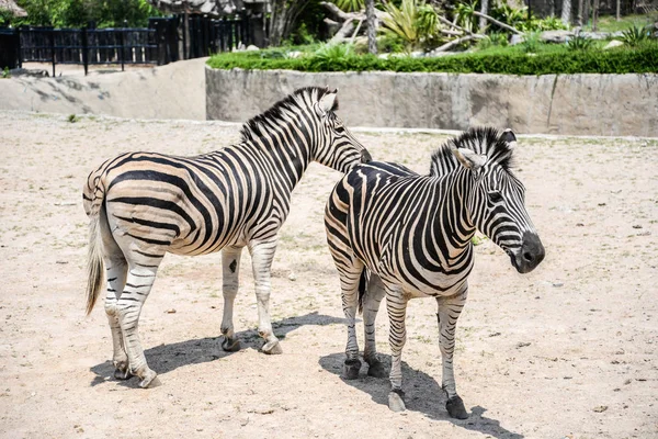 Zebra Zoológico Aberto — Fotografia de Stock
