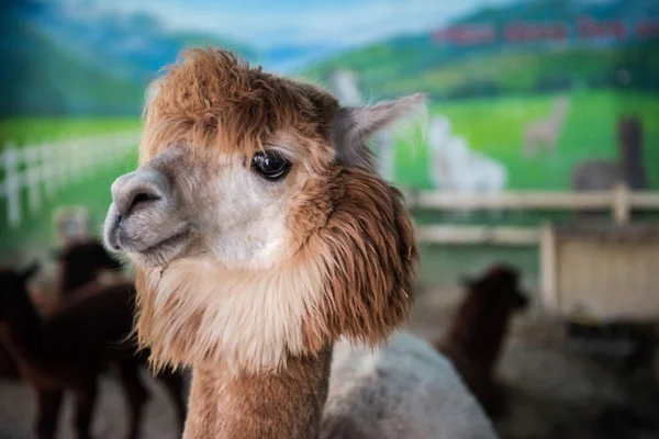 Kahverengi alpaka yakın çekim