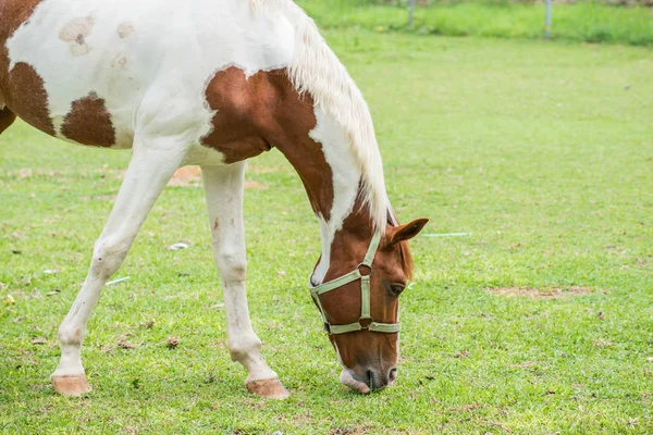 Лошадь ест траву. — стоковое фото