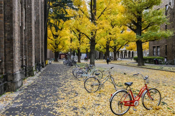 Aralık 2017 yılında Tokyo - Bisiklet Park ortasında ginkgo bırak