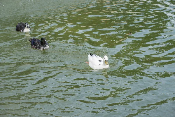 Les canards nagent dans la piscine — Photo