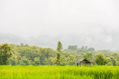 Manzara pirinç alan ve kabin Pua. bölgede, Nan Tayland