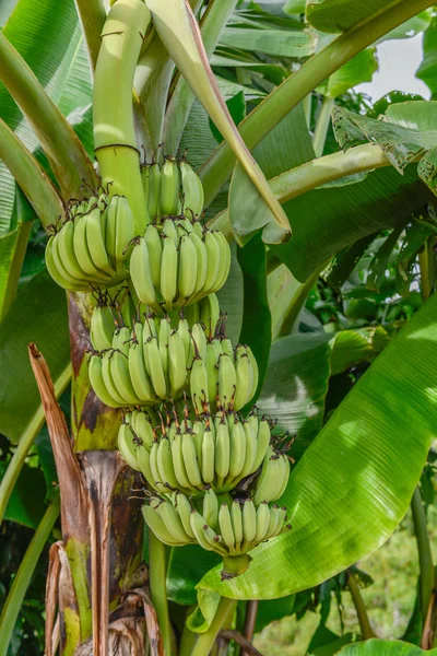 Surowego banana bunch na bananowca — Zdjęcie stockowe