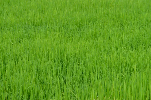 水稻种植背景 — 图库照片