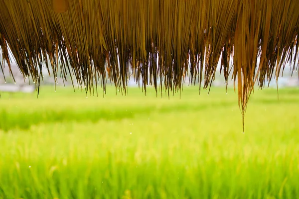 Cabin roof with water drop from raining in the rice field — Stock Photo, Image