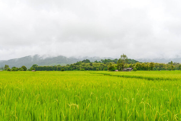 landscape of rice field at Pua district, Nan in Thailand