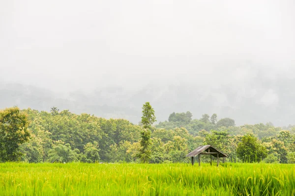 Landscape rice field and cabin at Pua district, Nan in Thailand