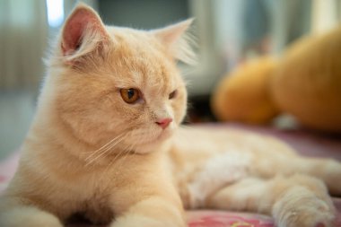 Kısa saçlı turuncu sevimli kedi portresi yatağın üzerinde yatıyor.