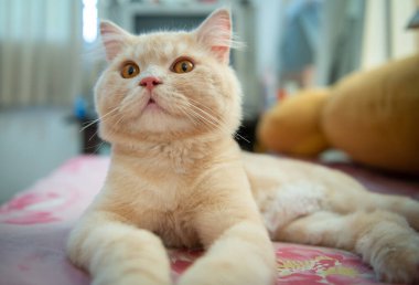 Kısa saçlı turuncu sevimli kedi portresi yatağın üzerinde yatıyor.