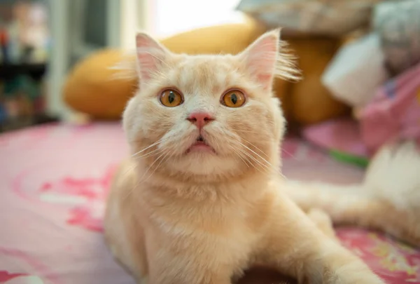 Primer Plano Retrato Naranja Lindo Gato Con Pelo Corto Está — Foto de Stock