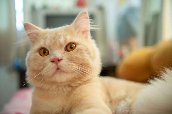 Primer Plano Retrato Naranja Lindo Gato Con Pelo Corto Está — Foto de Stock