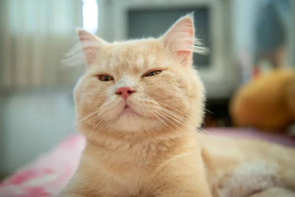 Primer Plano Retrato Naranja Lindo Gato Con Pelo Corto Está — Foto de Stock