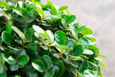 Yeşil yaprakların doğası ve güneş ışığı.