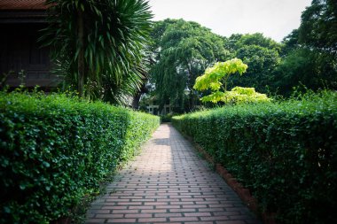 Yol boyunca ağaçlarla yürü, bir duvar gibi.