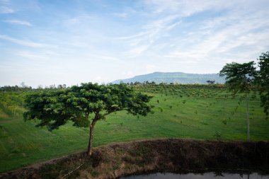 Doğayla çevrili büyük ağaçlar sabah güneşiyle
