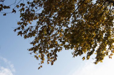 Ağaç dalının arkaplanı ve sonbaharda yaprakların rengini sarıya çeviren gökyüzü.