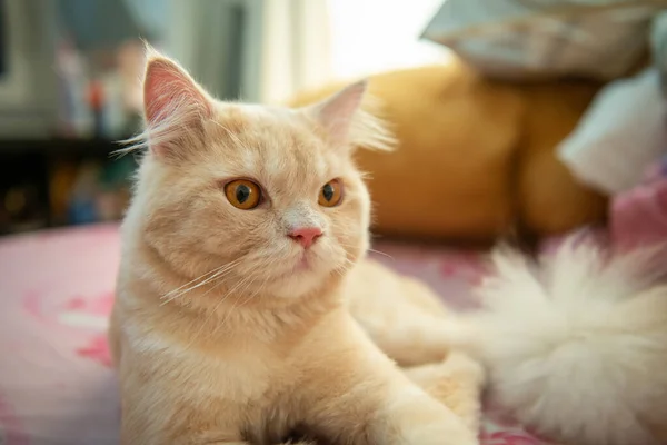 Primer Plano Retrato Naranja Lindo Gato Con Pelo Corto Está — Foto de Stock