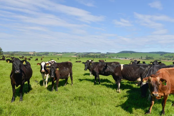 Cow Farm Open Green Meadow New Zealand Southland — Stock Photo, Image