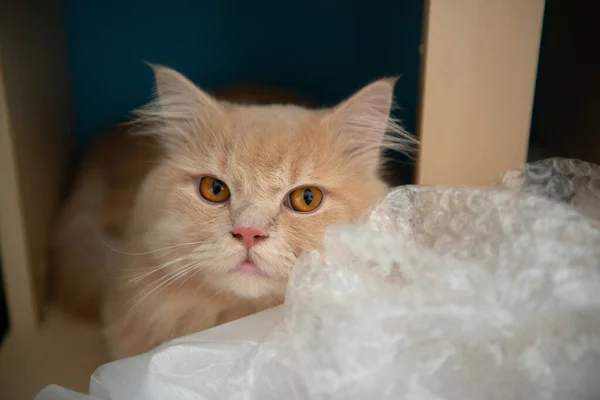Симпатичная Оранжевая Кошка Прячется Пластиковым Пакетом — стоковое фото