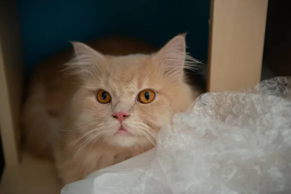 Cute orange cat hiding behind a plastic bag