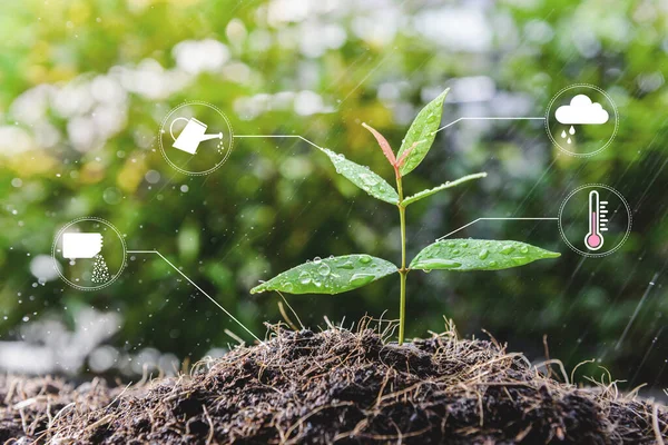 Young growing plant with icon of watering shower, fertiliser, thermometer and raincloud for planting technology concept