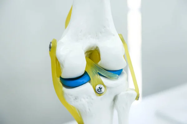 膝の部品の研究のための病院で膝の骨モデル ストック写真