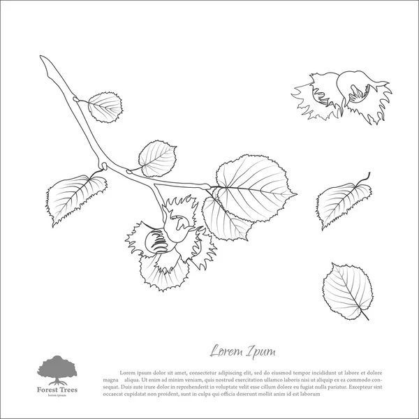 Контурний малюнок гілок лісових горіхів. Горіховий і лісовий лист — стоковий вектор