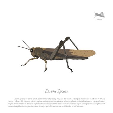 Beyaz bir arka plan üzerinde kahverengi locust. Görüntü çekirge yan görünüm