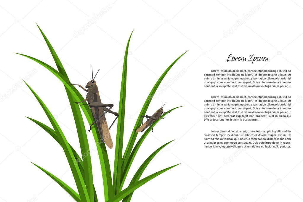 Grasshopper sitting on green grass. Isolated picture of locusts 