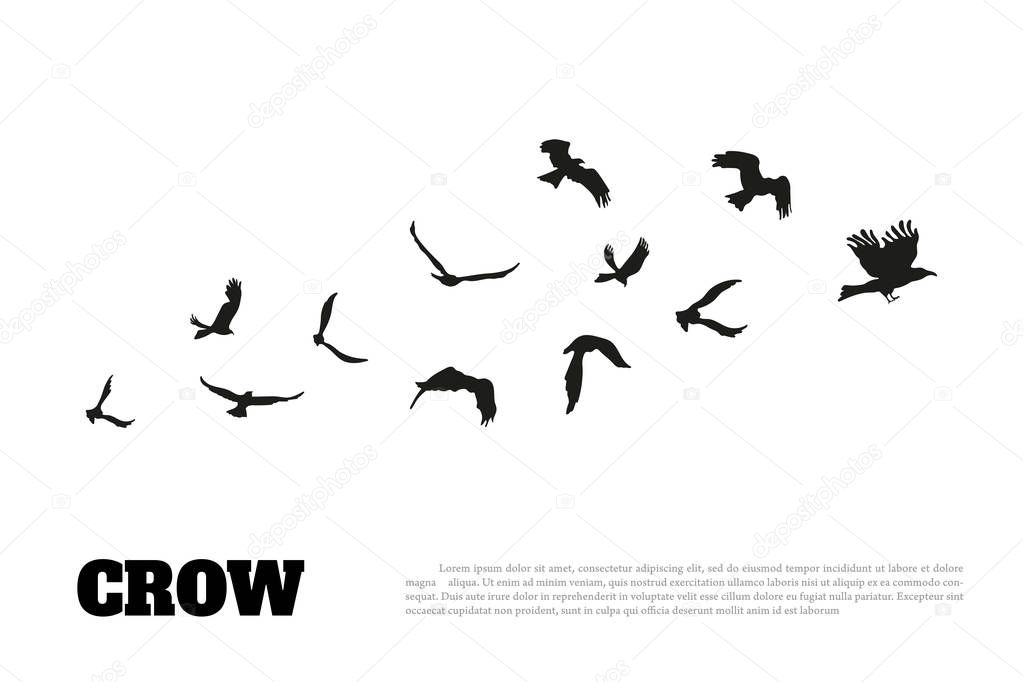 Black silhouette of a crow on a white background. Raven isolated