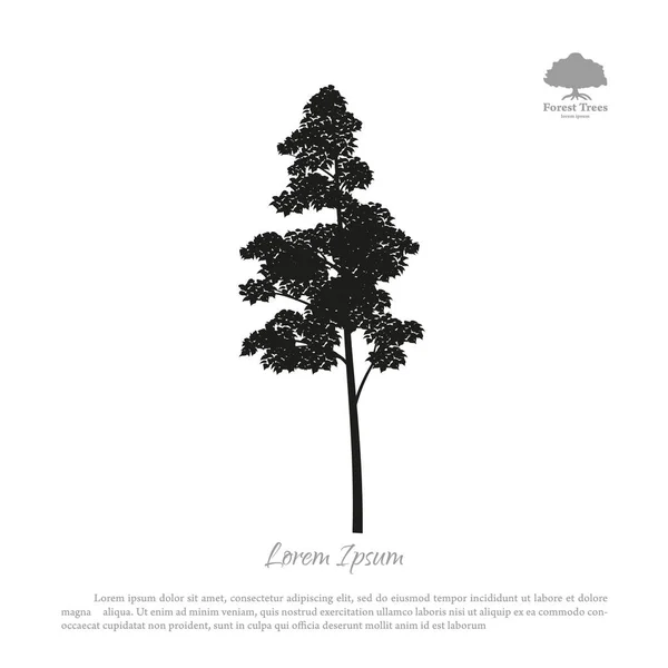 一棵树在白色背景上的黑色剪影。森林树木 — 图库矢量图片