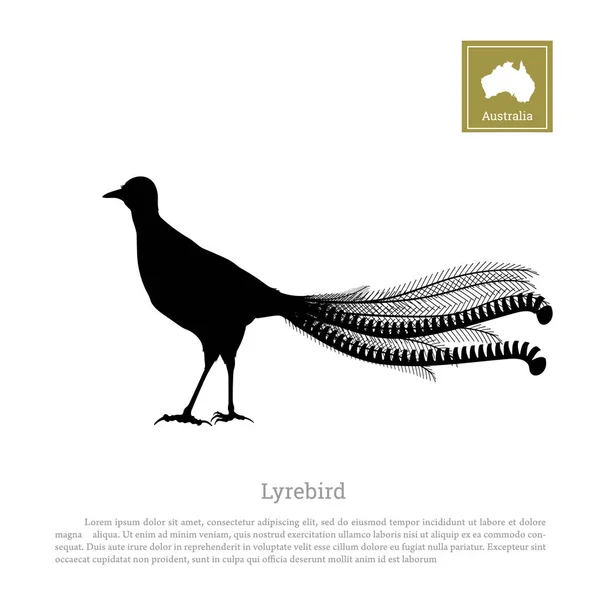 Silhouette noire de lyrebird sur fond blanc. Animaux de l'Australie — Image vectorielle