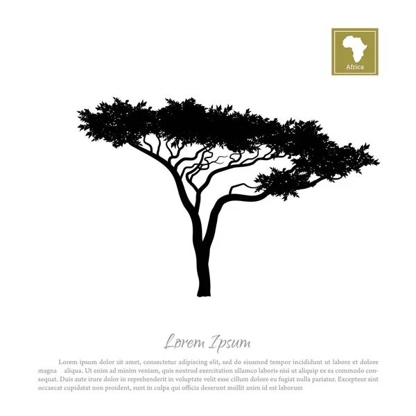 Silueta negra de un árbol y fondo blanco. Naturaleza africana. Paraguas acacia — Archivo Imágenes Vectoriales