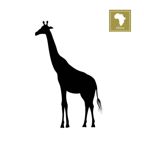 Silueta negra de una jirafa sobre un fondo blanco. Dibujo detallado. Animales africanos — Vector de stock