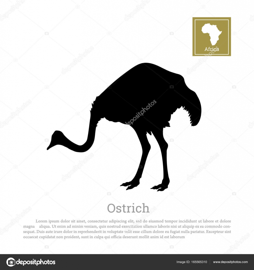 Download Detailed black ostrich silhouette on a white background ...