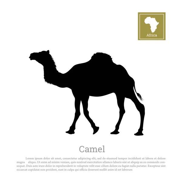 Silueta negra detallada de camello sobre fondo blanco. Animales africanos — Vector de stock