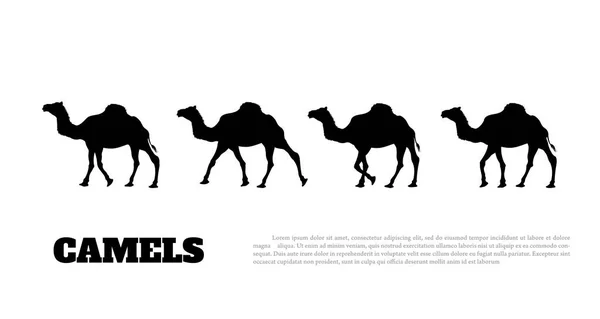 Silueta negra detallada de caravana de camellos sobre fondo blanco. Animales africanos — Vector de stock