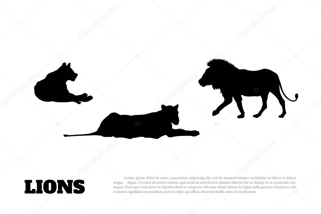 Detailed black silhouette of family of lions on a white background. African animals