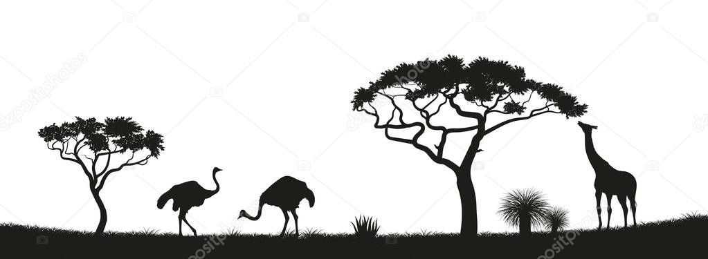 Black silhouette of ostrich, giraffe in savannah. Animals of Africa. African landscape. Panorama of wild nature